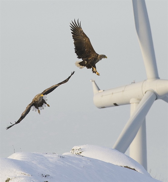 Wind energy and wildlife impacts conference